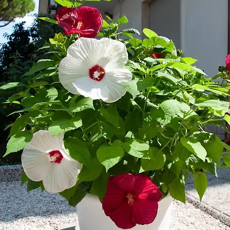 Casa Vacanze Mainardi Con Giardino * Riccione