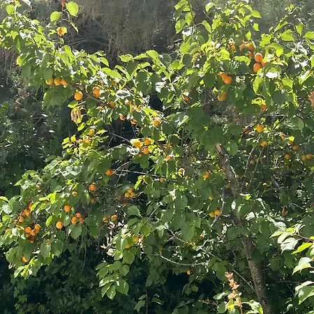 Villa Panoramica Con Giardino A