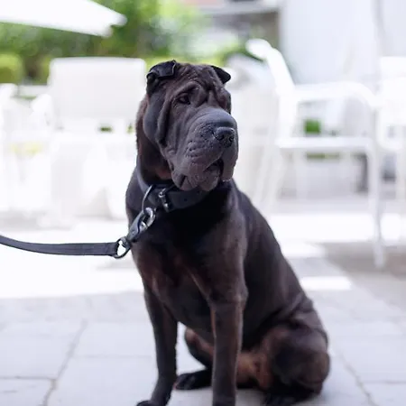 The One - Designed For Adults - Pet Lovers Hotel 4*